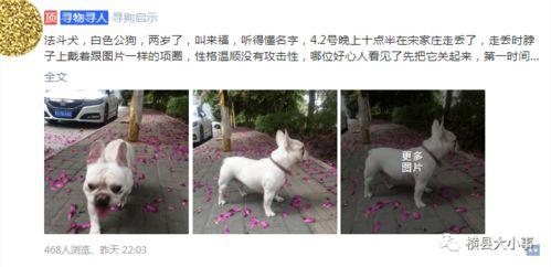 大狗最新爆料图片大全集,图片大全集深度解析