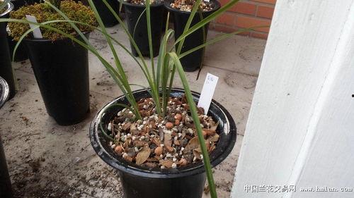 淫羊藿最新爆料,揭秘神奇草本植物的神奇功效与最新研究进展