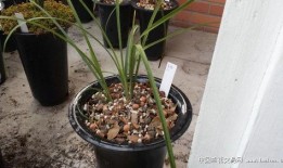 淫羊藿最新爆料,揭秘神奇草本植物的神奇功效与最新研究进展