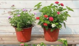 原神迪西娅最新爆料视频,原神新角色与剧情大揭秘！